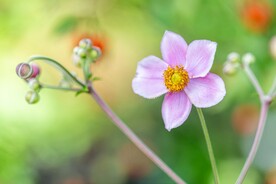 野棉花