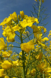 油菜花视频