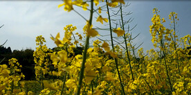 油菜花视频