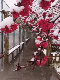 梅花 雪 