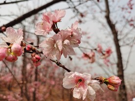 樱花