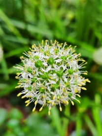 韭菜花