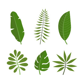 叶片素材