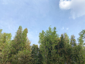 夏日天空