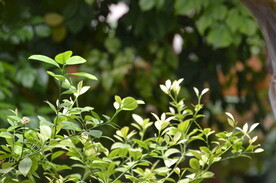 绿色植被