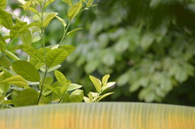 绿色生态植物