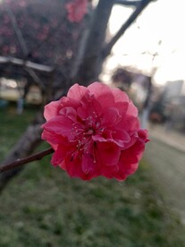 朱砂梅