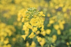 油菜花微距