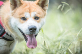 草地里的秋田犬