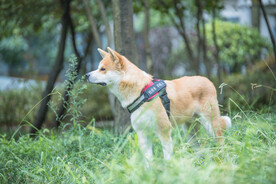 草地里的秋田犬