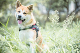 秋田犬