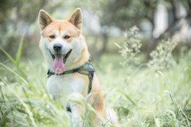 草地里的秋田犬