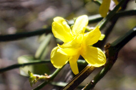 迎春花
