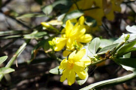 迎春花