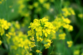 黄色菜花