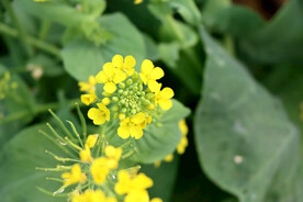 黄菜花