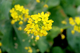 黄菜花