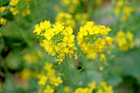 油菜花