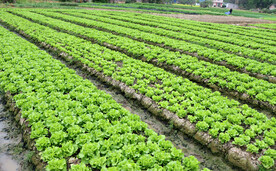 生菜种植