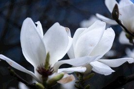 白玉兰花