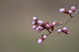 粉色花蕾