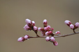 桃花花蕾