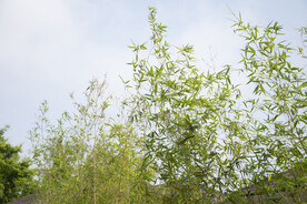 竹林