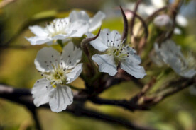 梨花