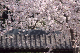 樱花与古建筑