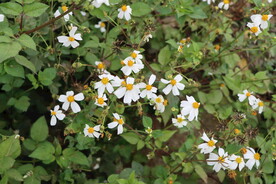 野菊花 白色菊花 白色小花 滨