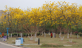 风铃花