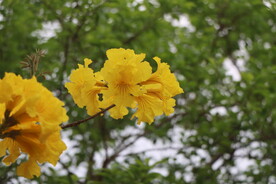 风铃花