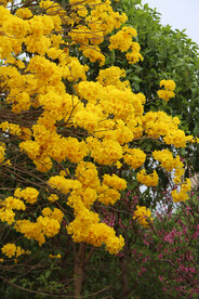 风铃花