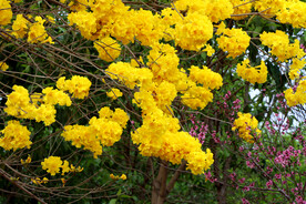 风铃花
