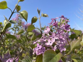 丁香花