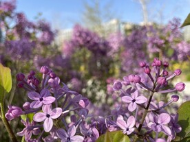 丁香花