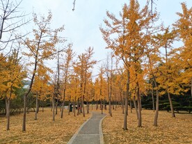 公园小路