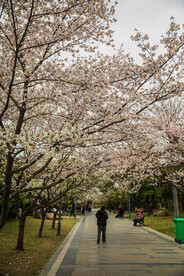 蠡湖公园 三月 春天樱花 梨花