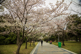 蠡湖公园 三月 春天樱花