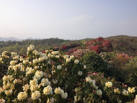 百里杜鹃