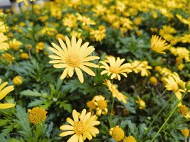 黄菊花