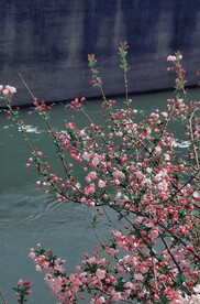 临水的花树