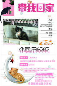 猫咪领养