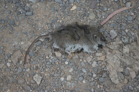 农村三害打击老鼠预防鼠害