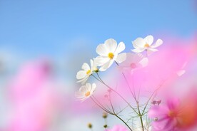 鲜花壁纸