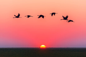 夕阳飞鸟