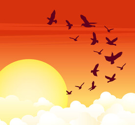 飞鸟剪影