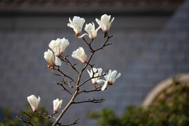 玉兰花图片