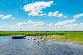 丹顶鹤高清摄影图