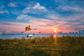 丹顶鹤飞翔图片